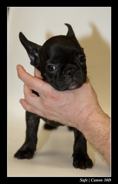 Sep 06 - Salon des animaux de compagnies - 58